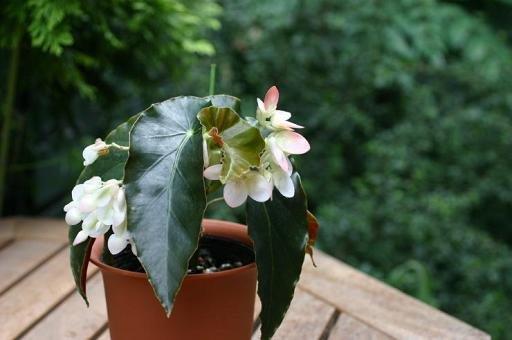 B. ‘Princess Masako’